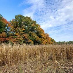 Das Gestrüpp im Vordergrund sollte mal Mais werden!
