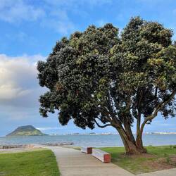Mount Maunganui