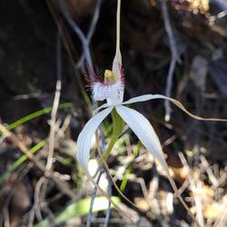 White Spider orchid