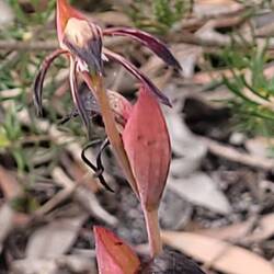 Red beak orchid