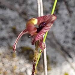 Zebra orchid