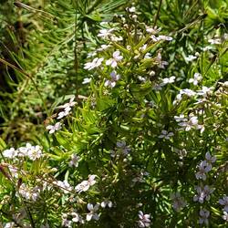 Stylidium