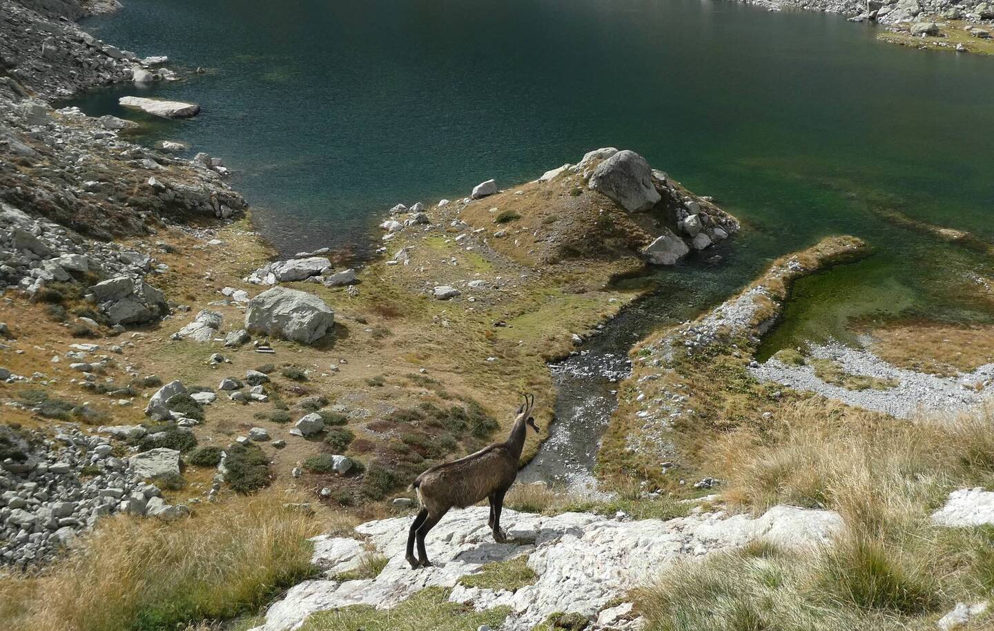 Ved søen ved Refuge du Nice var der chamois overalt