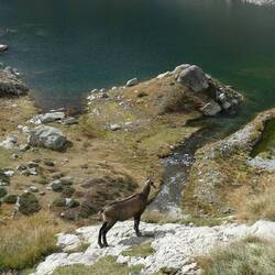 Ved søen ved Refuge du Nice var der chamois overalt