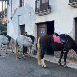 Al Paso horses