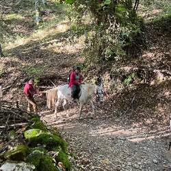 Victor walked up - does most days! Holding the horses tail to assist :-)