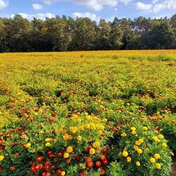 Tagetes bis zum Horizont!