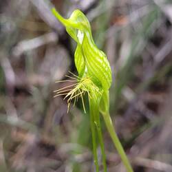 Bird orchid