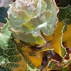 Royal banksia
