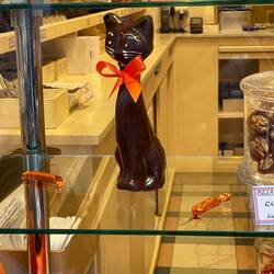 Chocolate Cat