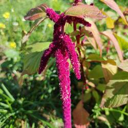 Amaranth