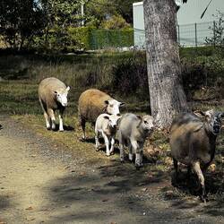 We were delighted to encounter these sheep along the Way.