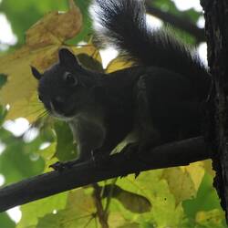 Squirrel on the way up to Pulpit Rock