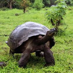 Dürfen wir vorstellen: Das ist Roy 🐢