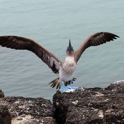 Wunderschöner Vogel 🥰