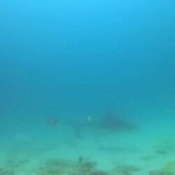 Kleiner Hai, dum dum 🦈