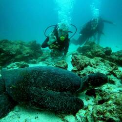 Meeresschildkröte entdeckt 👌🏼