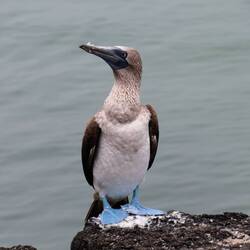 Oh, ein Blaufußtölpel! 🐦