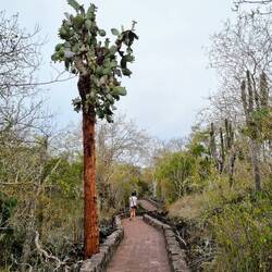 Kleiner Kaktusbaum auf dem Weg zur Schildkröten-Bucht 🌵