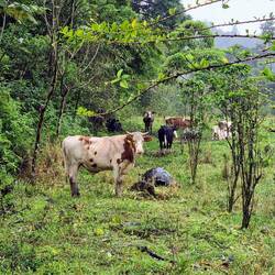 Stein oder Schildkröte? 🤔