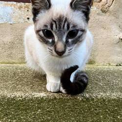 Albergue kitten