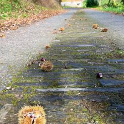 Chestnuts everywhere! Need to watch yiur step as they are accidents waiting to happen!