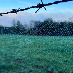 I have always though cobwebs were little miracles!