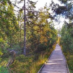 Holzpfad durch's Hochmoor