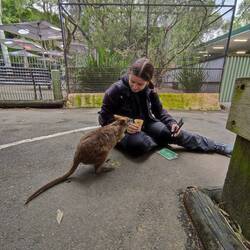 Wallaby, Featherlife Center