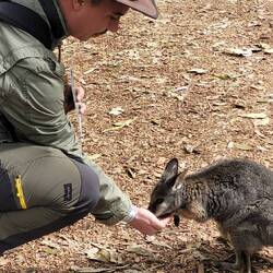 Wallaby, Featherlife center