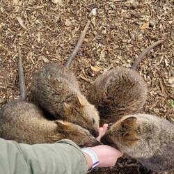 Quokka, Featherlife Center