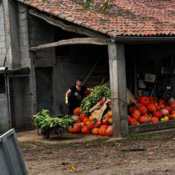 A farmer prepping pumpkins to be fed to livestock.