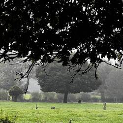 A woman bends to harvest beneath the chestnut tree.