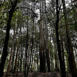 A stand of eucalyptus trees in the forest.