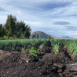 Frühlingszwiebel Felder