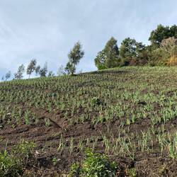 Frühlingzwiebel Feld