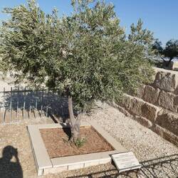 Tree planted by the Pope