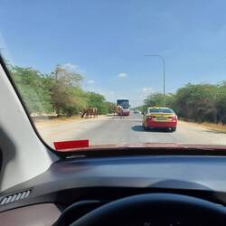 Jordanian Wildlife blocking traffic