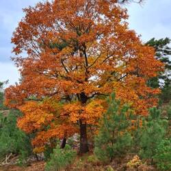 Tolle Eiche in der Heide!