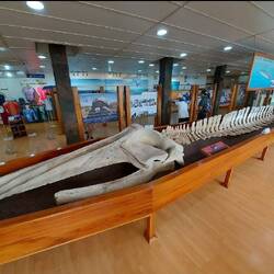 Whale skeleton at the Darwin Research Centre