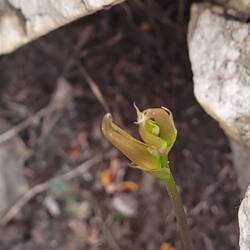 Slipper orchid