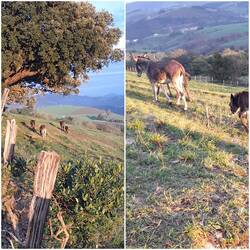 Man glaubt sich in der Schweiz ...