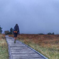 Hochmoor bei Hornisgrinde (1164 über N.n.)