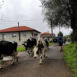 We shared the path briefly with this herd of dairy cows.