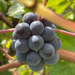 We tried some of the grapes still on the vines they were so seet and delicious