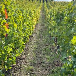 The vineyards went as far as the eye could see