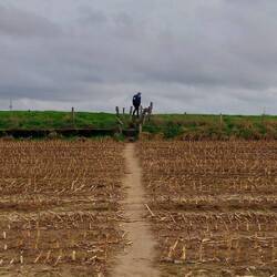 Schade, das Maisfeld war schon abgeerntet!