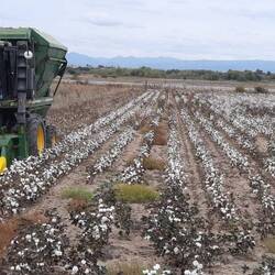 cotton fields