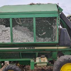 full of cotton