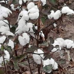 cotton